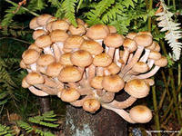 загадка про грибы опята