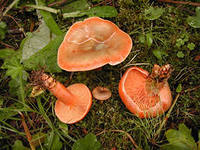 загадка про гриб рыжик