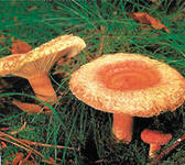Загадки про грибы (с отгадками)